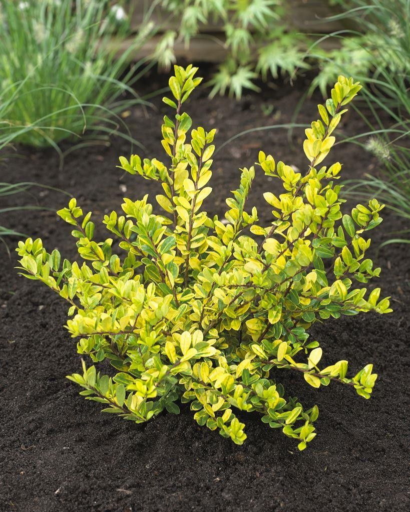 Ilex crenata 'Golden Gem'